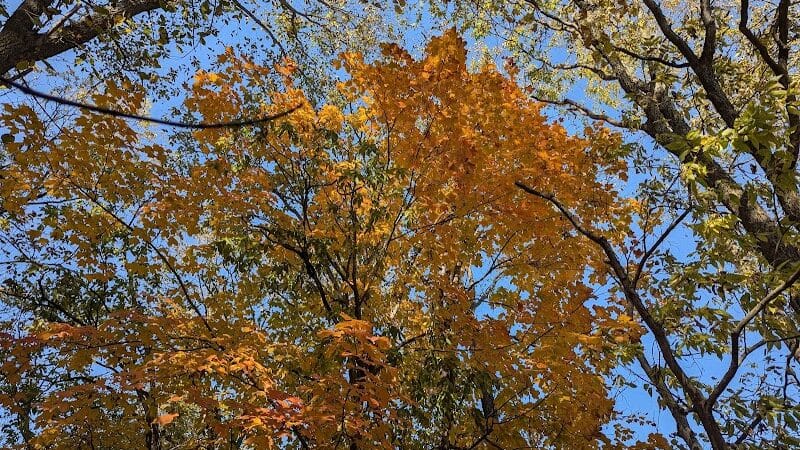 Montrose Barber Park - Montrose,