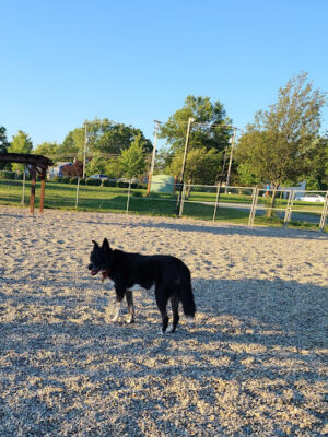 Montville Dog Park