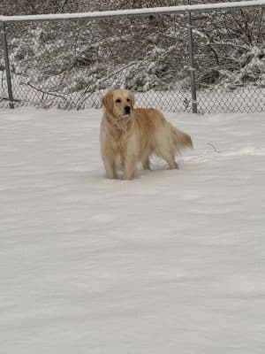 East Haddam Dog Park