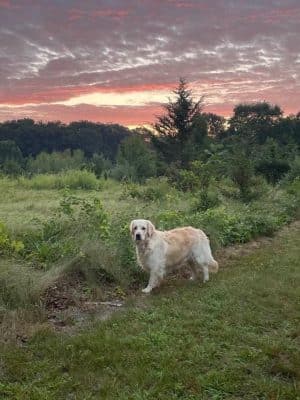 East Haddam Dog Park