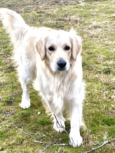 East Haddam Dog Park