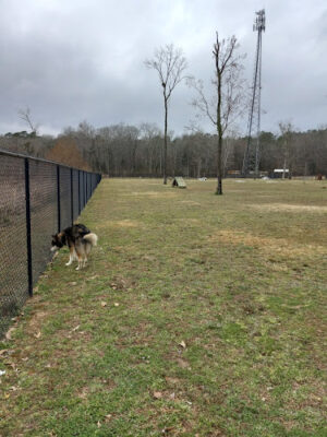 Moody Dog Park