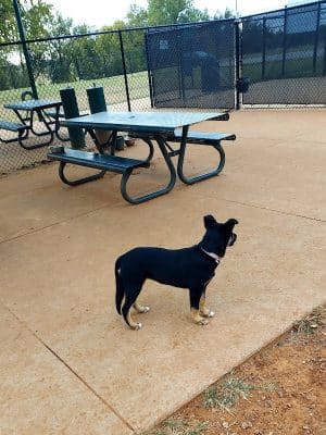 Happy Tails Dog Park