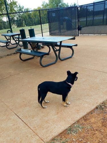 Happy Tails Dog Park