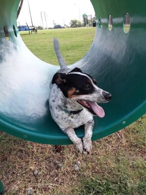 Happy Tails Dog Park