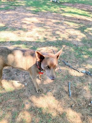 Happy Tails Dog Park