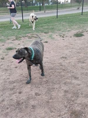 Happy Tails Dog Park