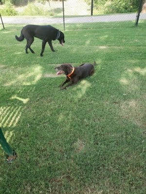 Happy Tails Dog Park