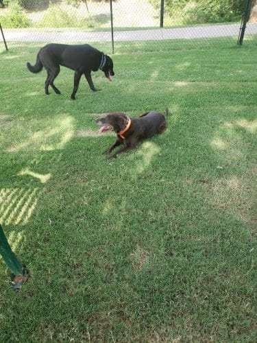 Happy Tails Dog Park