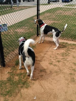 Happy Tails Dog Park