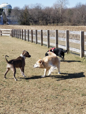 Swedes Run Fields & Dog Park