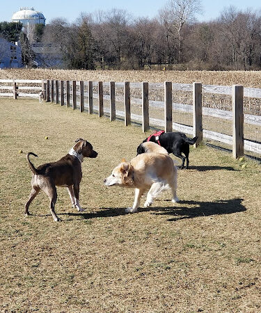 Swedes Run Fields & Dog Park