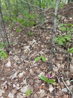 Moosup Valley State Park Trail