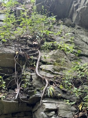 Moosup Valley State Park Trail