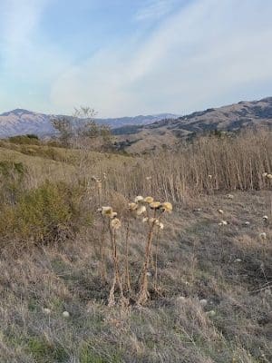 Mulholland Ridge Open Space