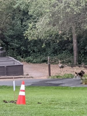 Moraga Commons Park