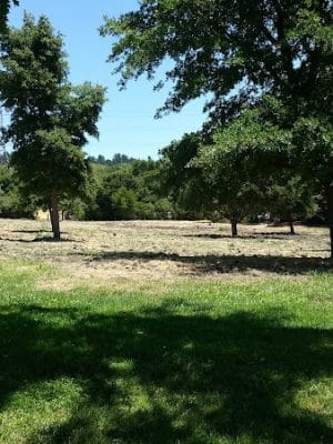 Moraga Commons Park