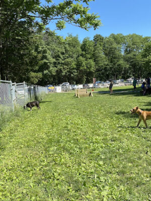 Central Park County Dog Park