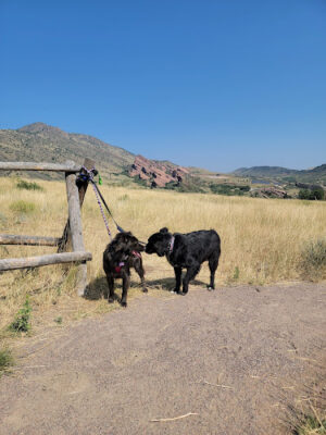 Mt Falcon Hiking Trail