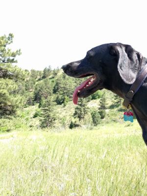 Morrison Trailhead