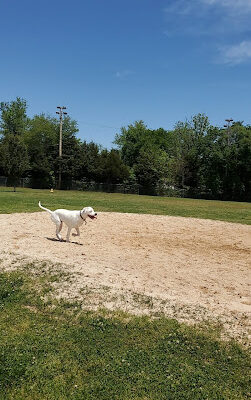 City of Morristown Dog Park