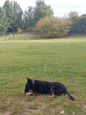 Falls Township Dog Park