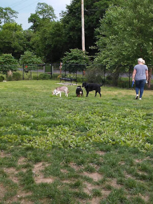 Morrisville Dog Park