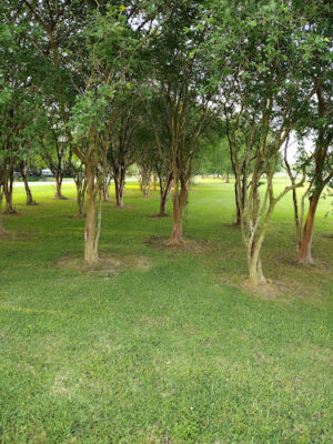 Morse Walking Park