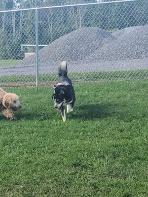 Wright Township Dog Park