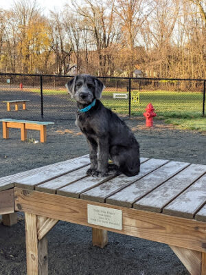 Echo Lake Dog Park