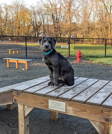 Echo Lake Dog Park