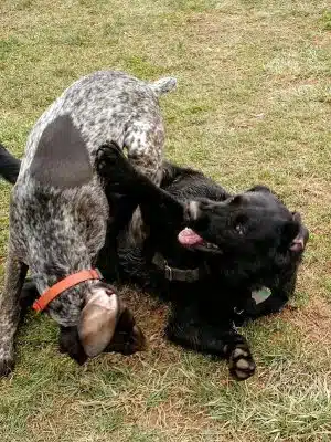 Watkins Park - Mount Airy Dog Park - Mt Airy, MD