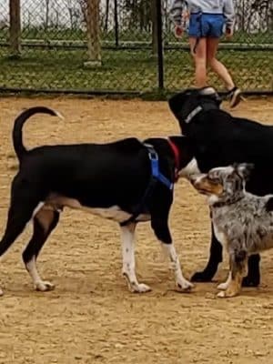 Watkins Park - Mount Airy Dog Park - Mt Airy, MD