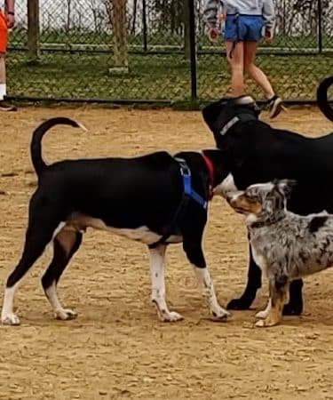 Watkins Park - Mount Airy Dog Park