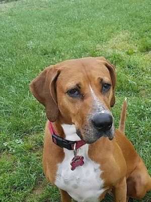 Watkins Park - Mount Airy Dog Park - Mt Airy, MD
