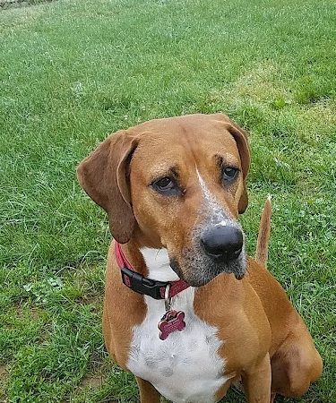 Watkins Park - Mount Airy Dog Park