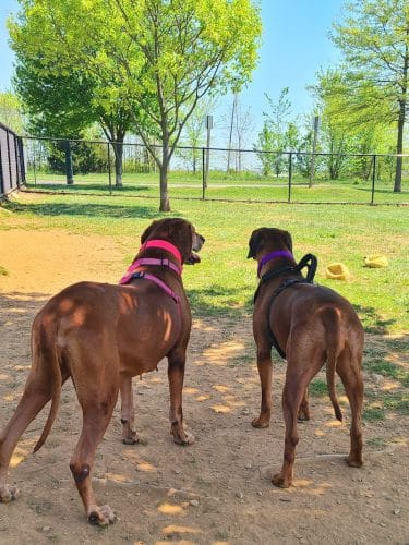Watkins Park - Mount Airy Dog Park