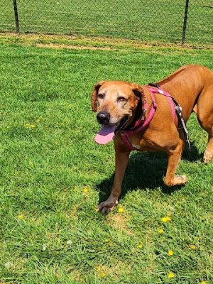 Watkins Park - Mount Airy Dog Park - Mt Airy, MD
