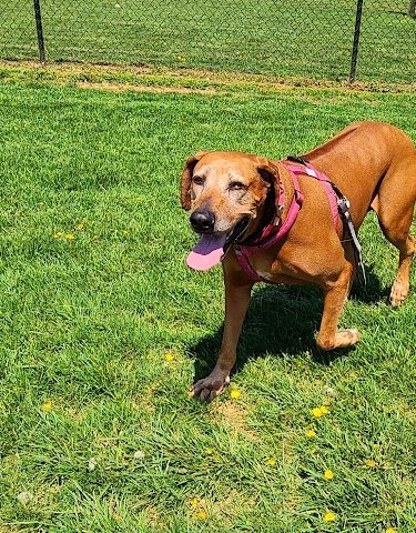 Watkins Park - Mount Airy Dog Park
