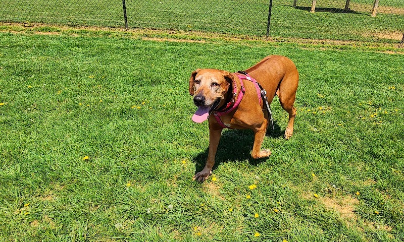Watkins Park - Mount Airy Dog Park - Mt Airy, MD