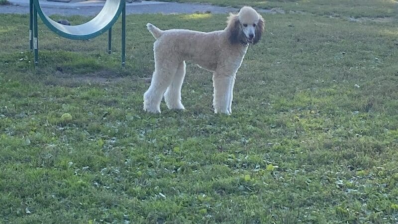 Behnke Memorial Dog Park - Mt Clemens, MI