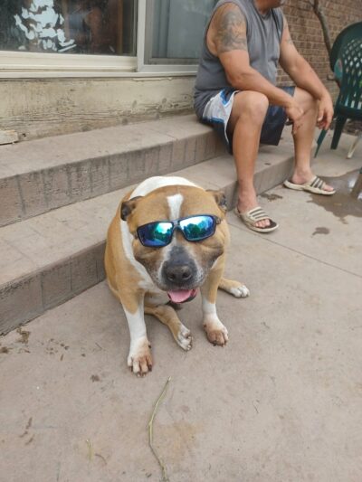 Behnke Memorial Dog Park - Mt Clemens, MI