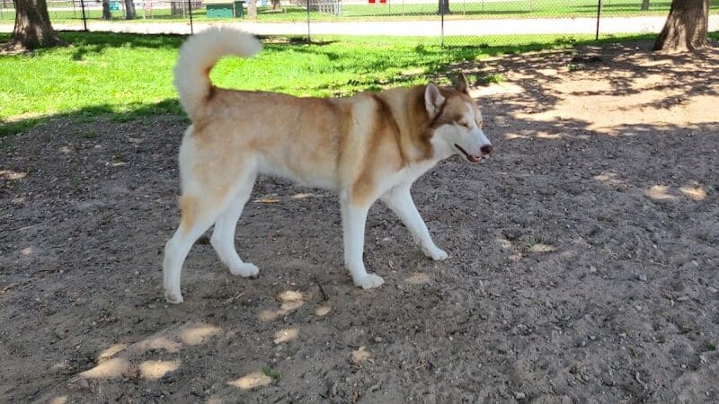 Behnke Memorial Dog Park - Mt Clemens, MI