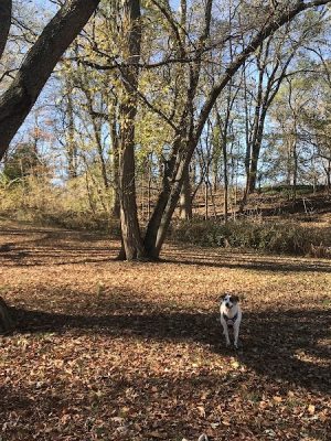 Haddon Lake Park