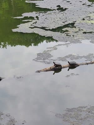 Haddon Lake Park