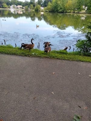 Haddon Lake Park