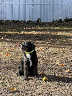 Dog Park of Laurel Green Apartments