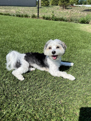 The Gables Dog Park (Private)