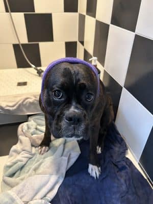 Barking Lot Doggie Daycare & Boarding