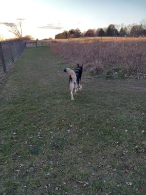 Mt. Vernon Dog Park